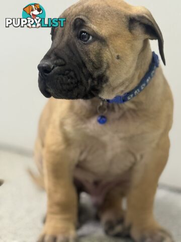 Pure bred Boerboel puppies