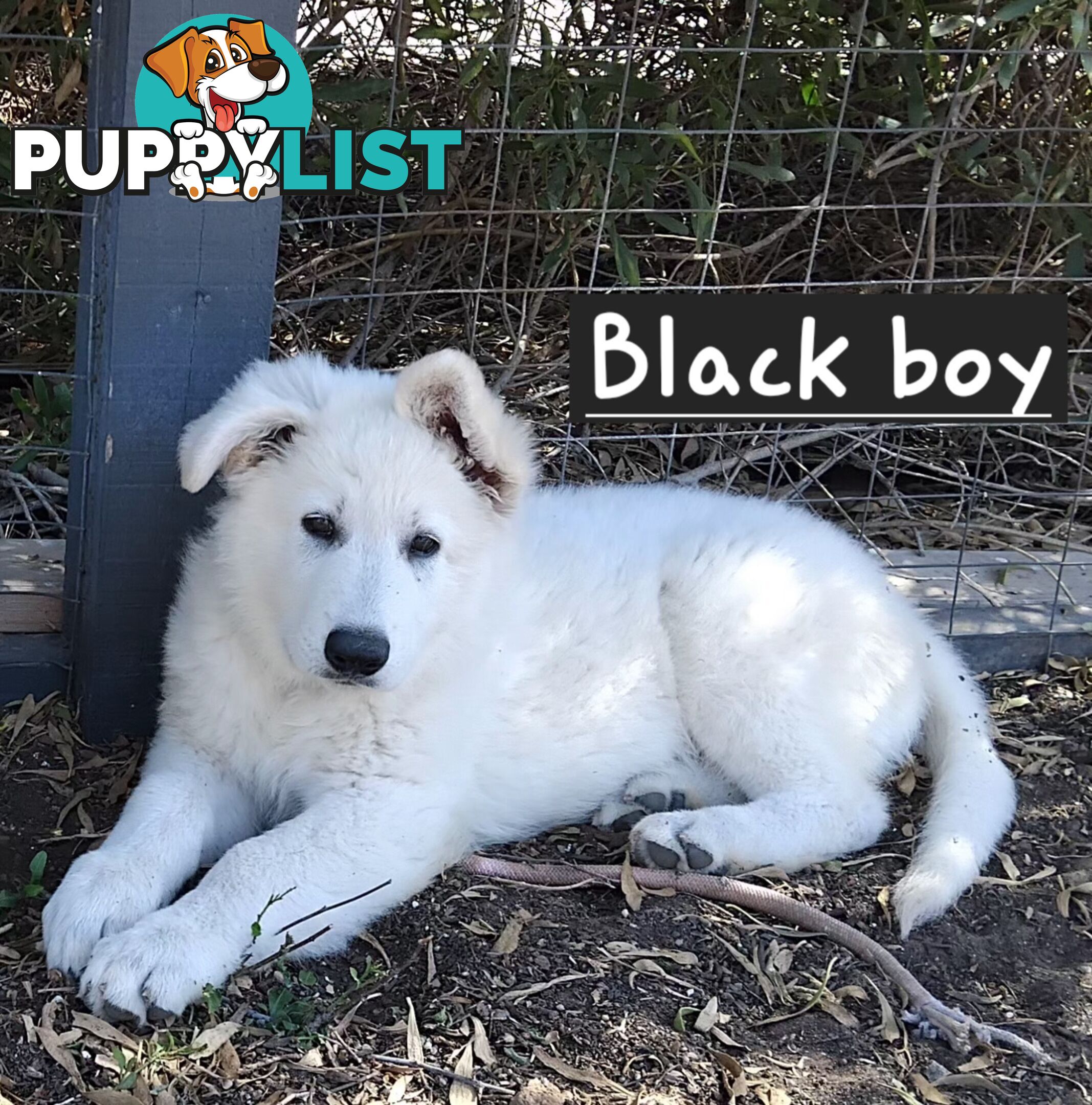 Adorable White Swiss shepherds