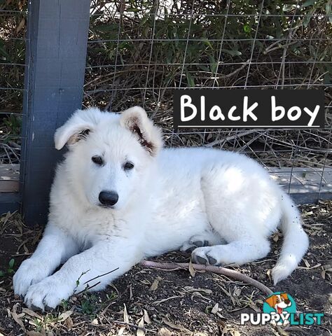 Adorable White Swiss shepherds