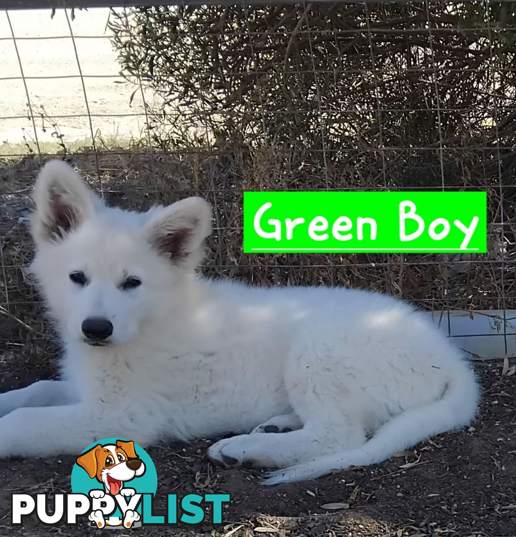 Adorable White Swiss shepherds