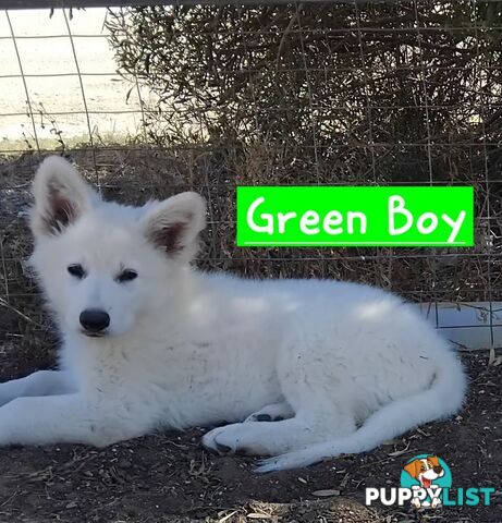 Adorable White Swiss shepherds