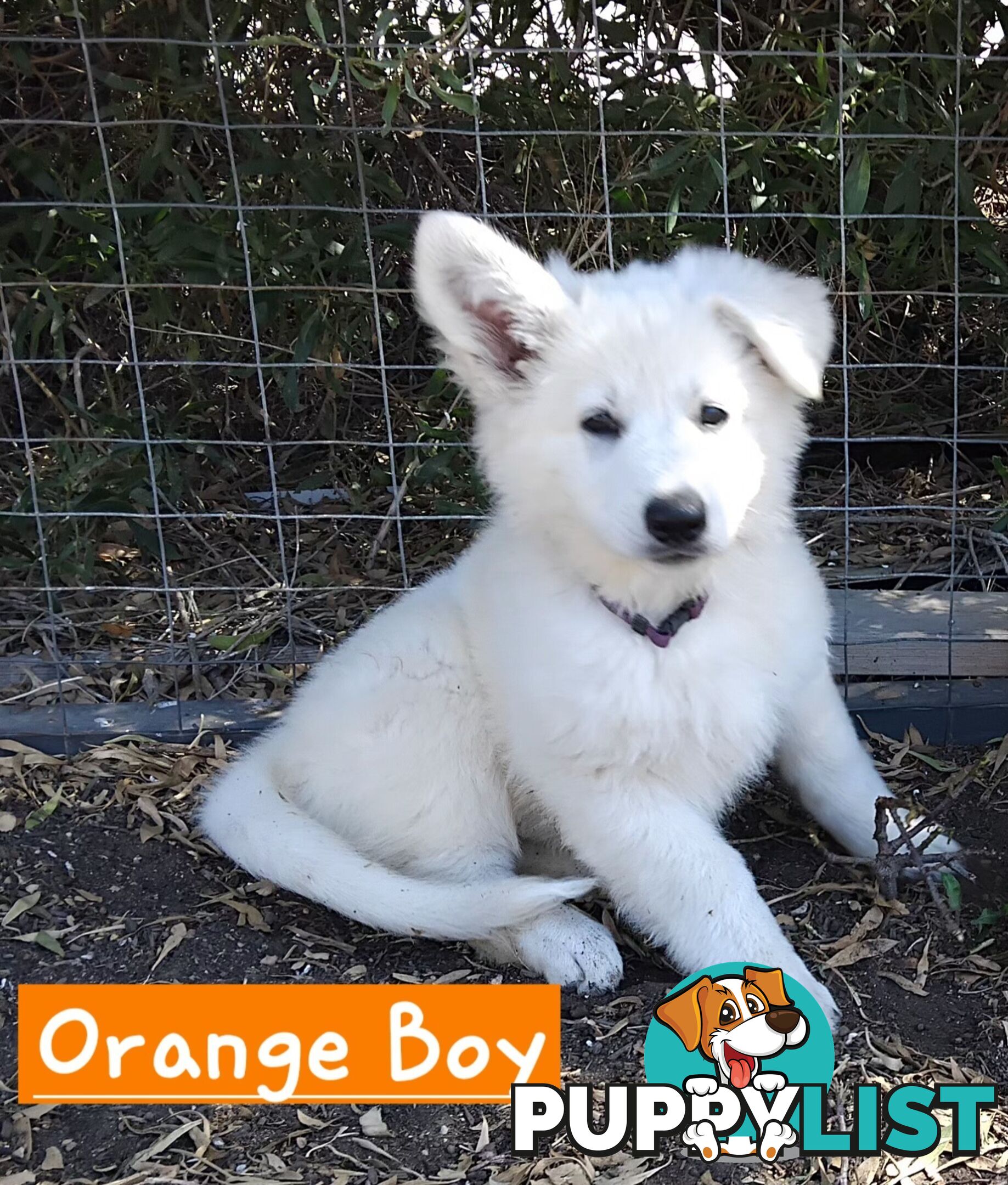 Adorable White Swiss shepherds