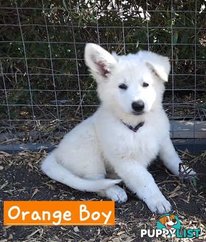 Adorable White Swiss shepherds