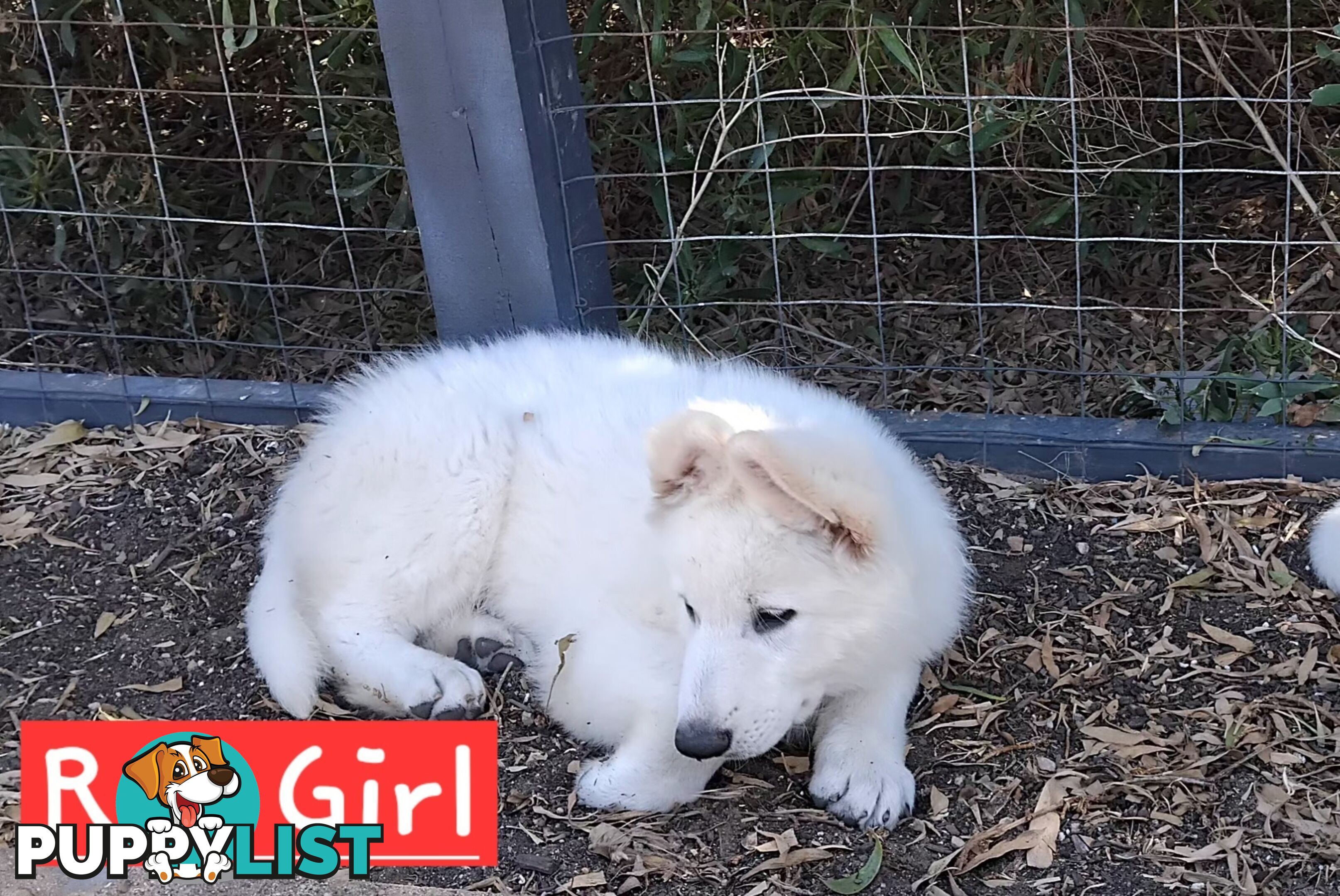 Adorable White Swiss shepherds