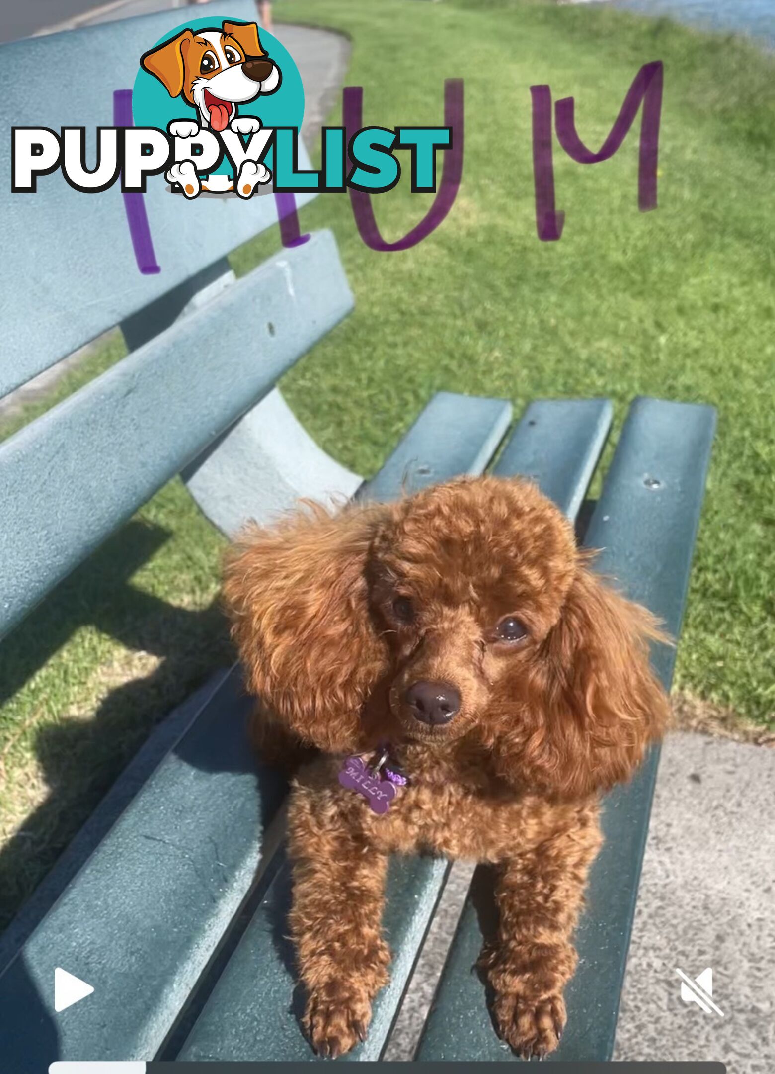 Toy Poodle pedigree linear