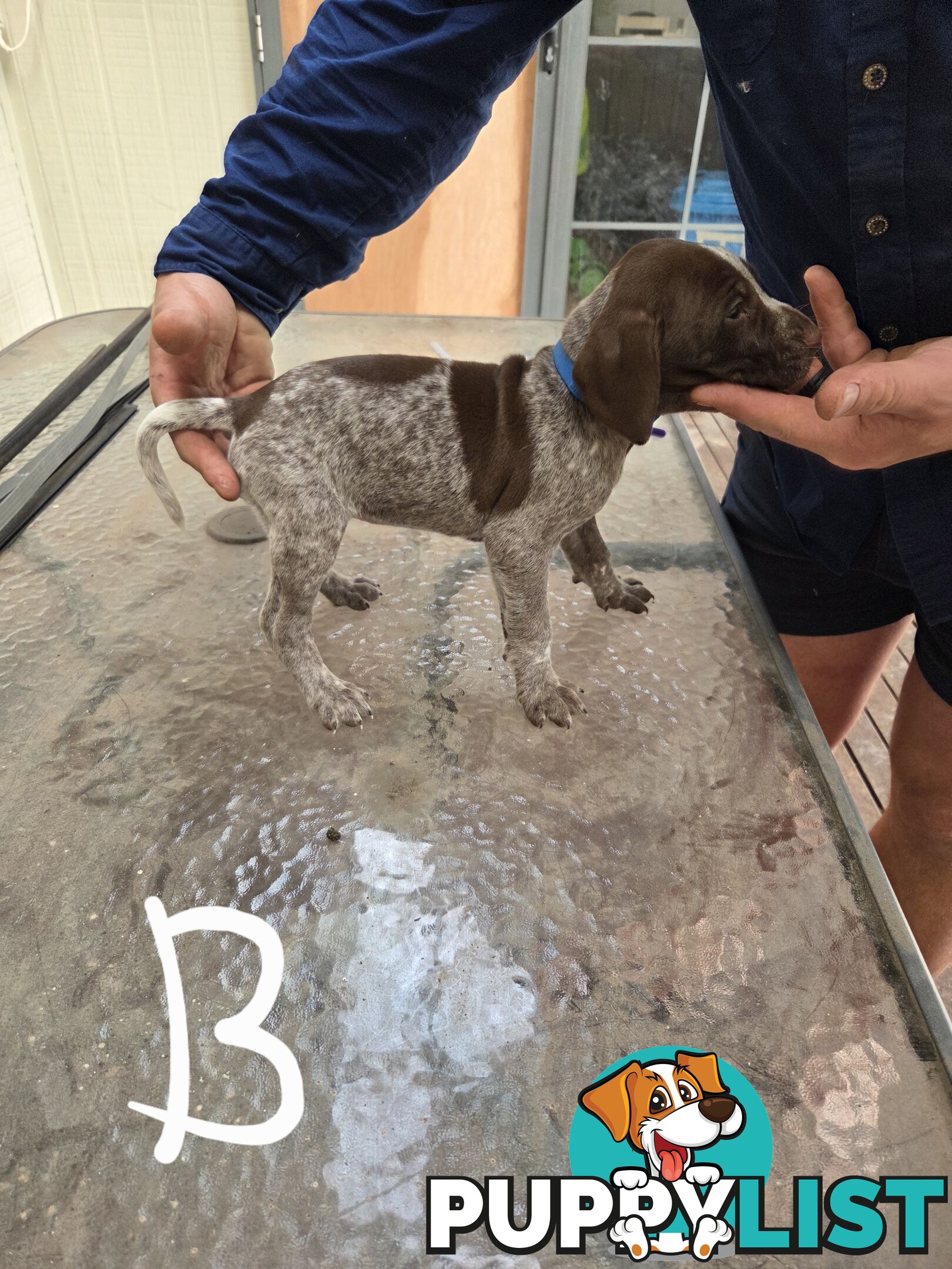 German Shorthair Pointer puppies