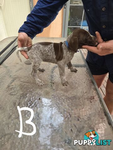 German Shorthair Pointer puppies