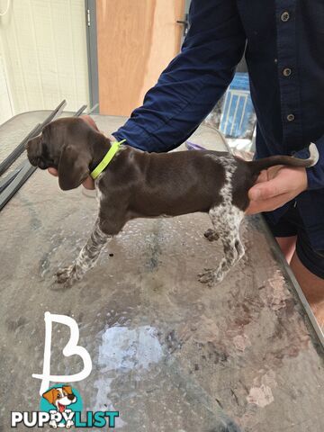 German Shorthair Pointer puppies