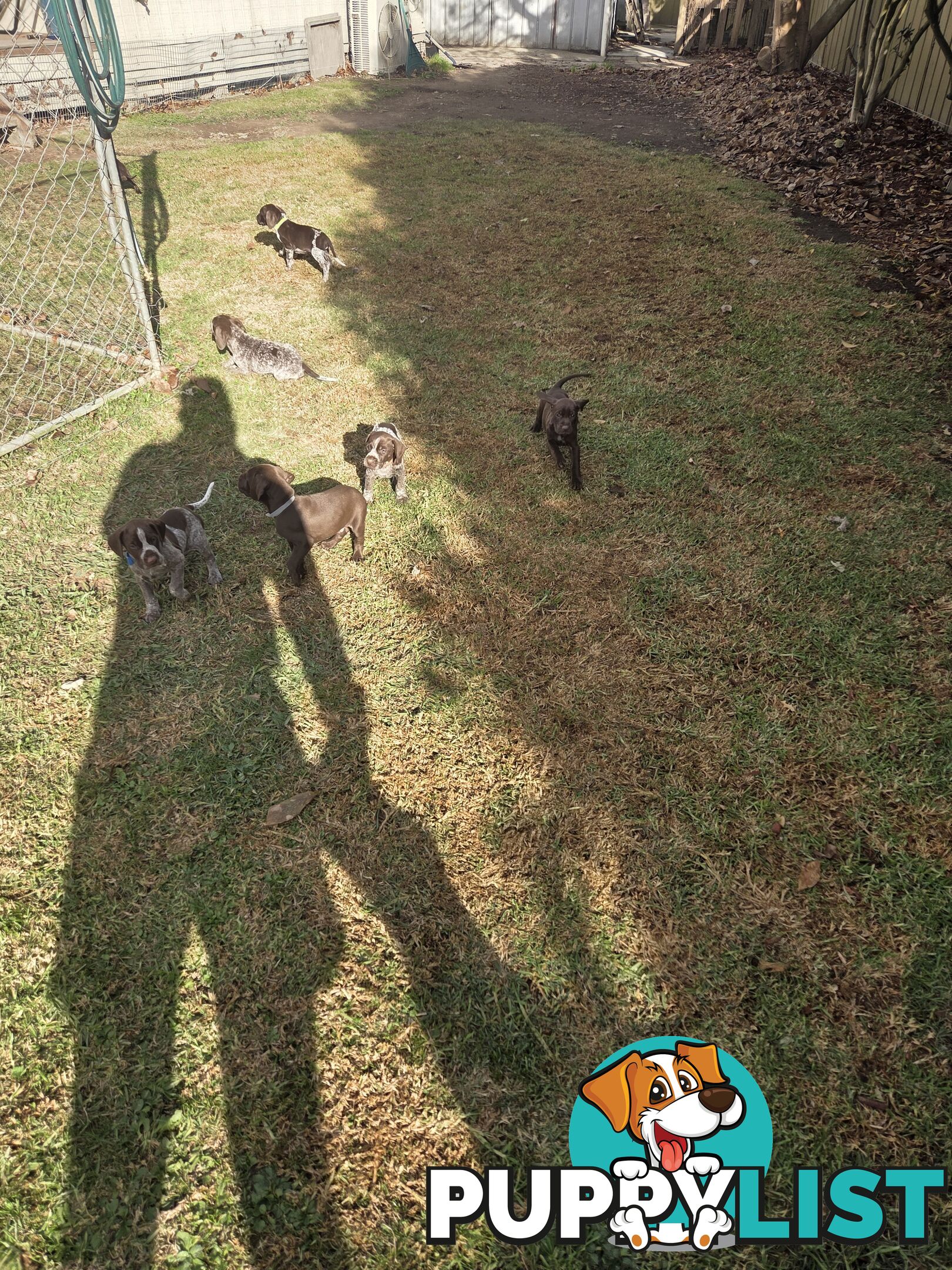 German Shorthair Pointer puppies