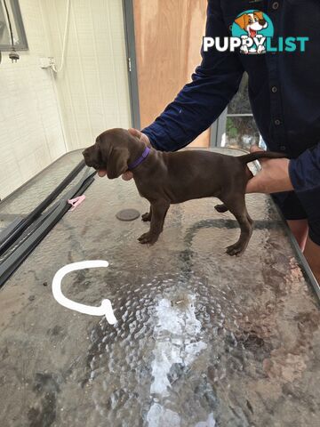 German Shorthair Pointer puppies