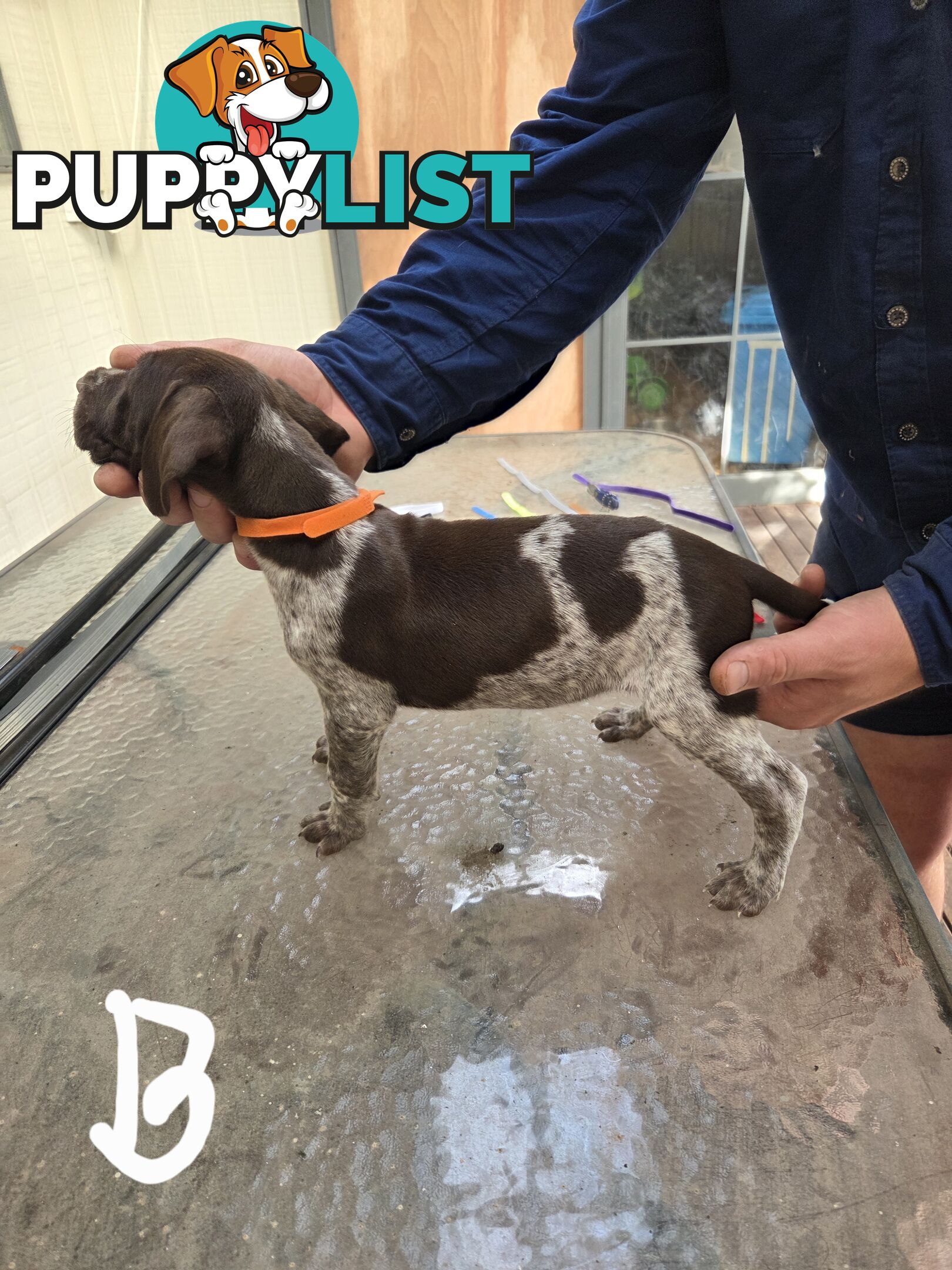 German Shorthair Pointer puppies