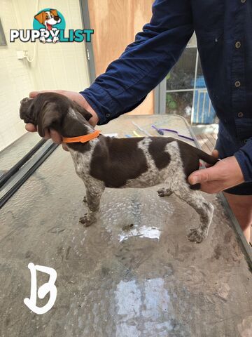 German Shorthair Pointer puppies