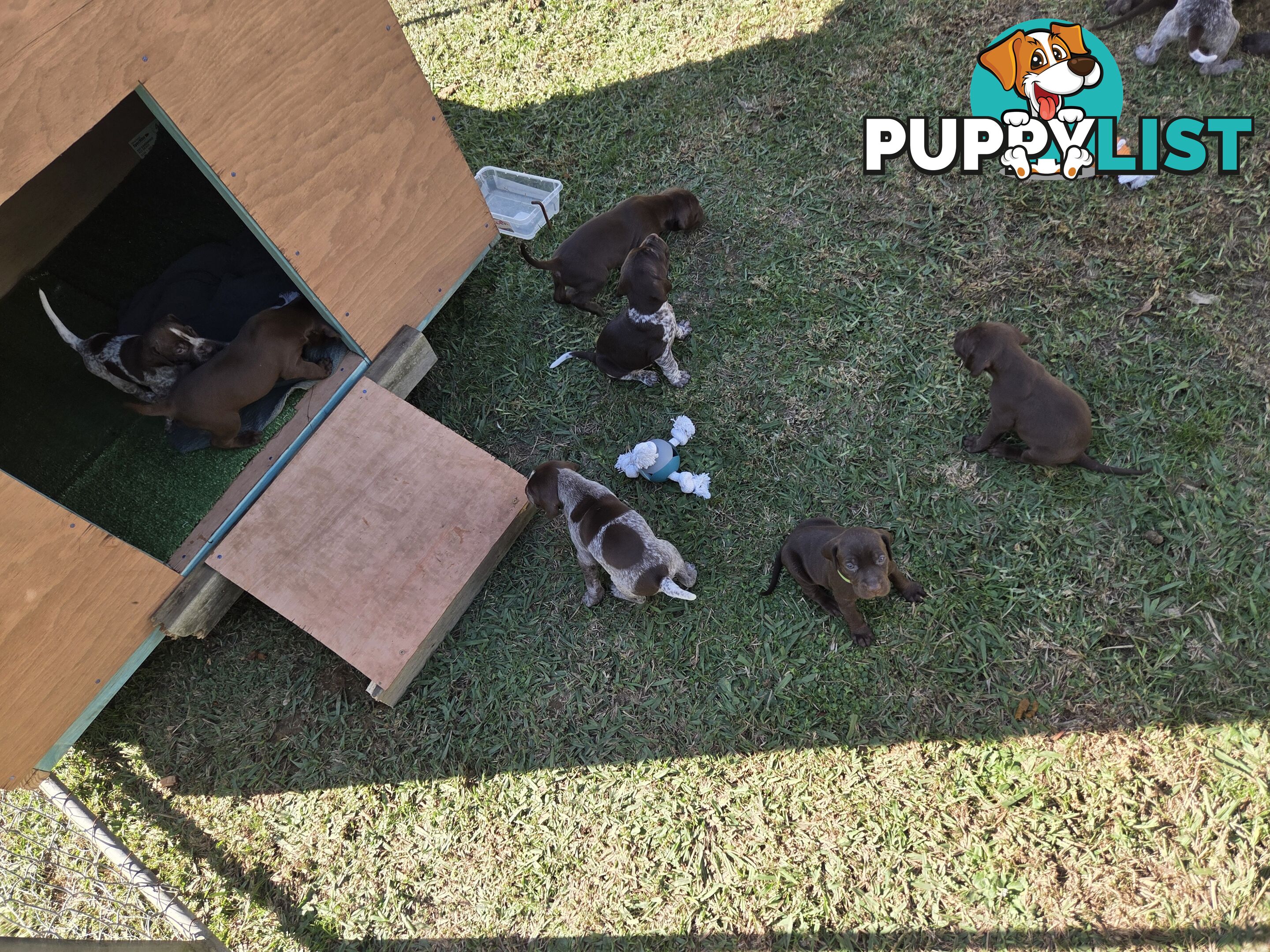 German Shorthair Pointer puppies