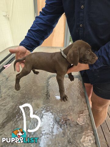 German Shorthair Pointer puppies