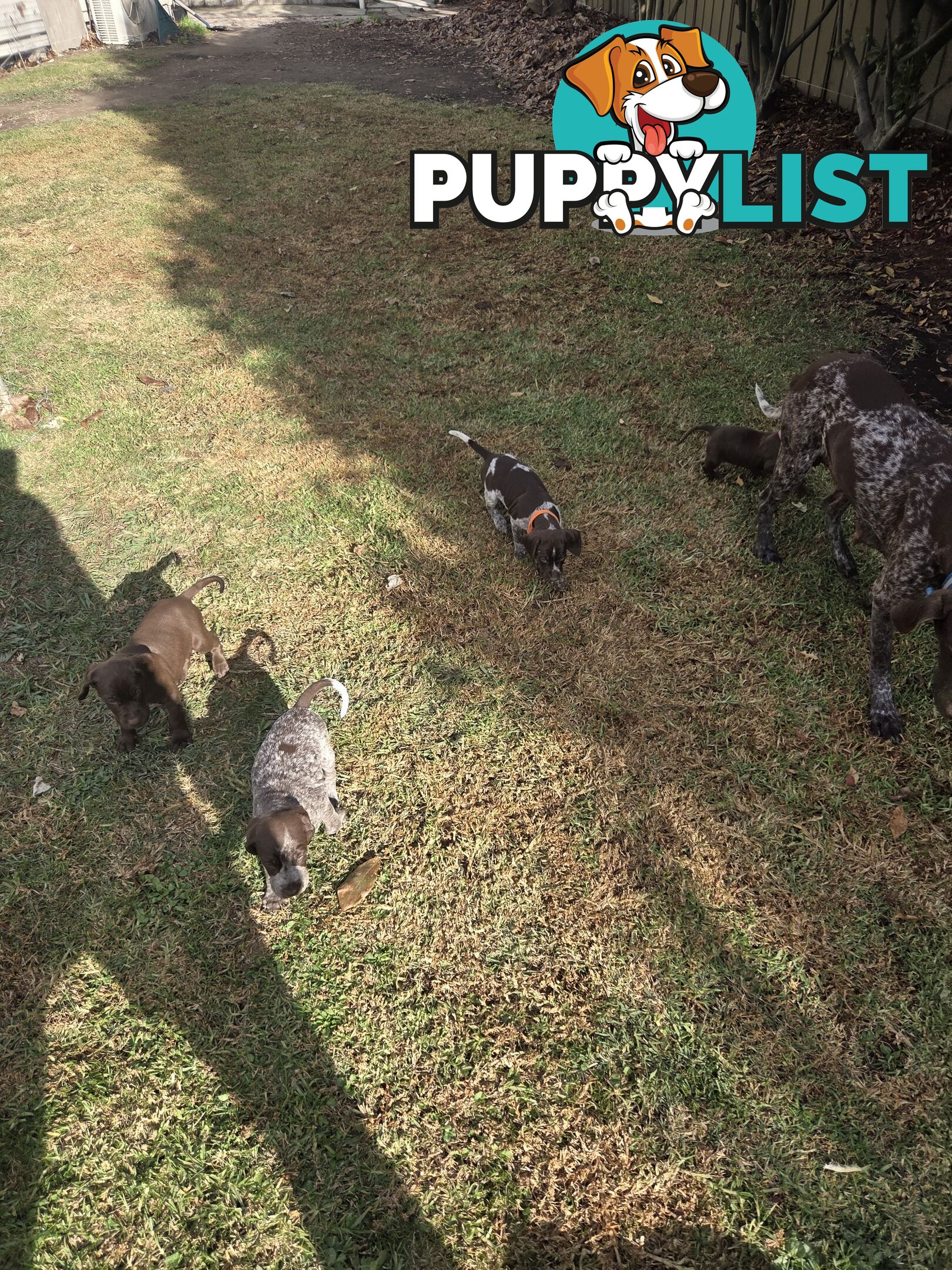 German Shorthair Pointer puppies