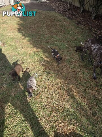 German Shorthair Pointer puppies