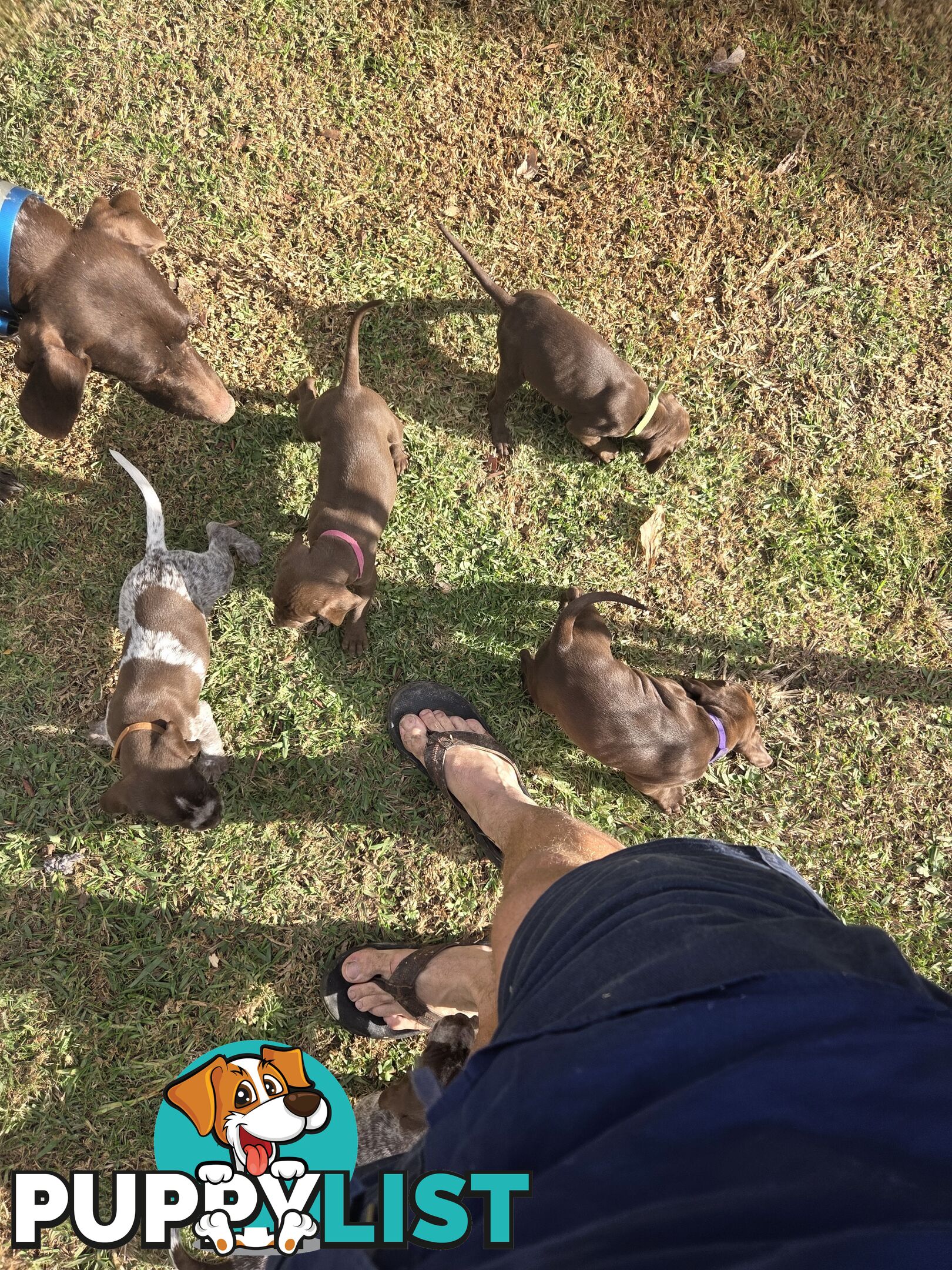 German Shorthair Pointer puppies