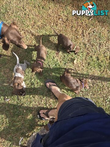 German Shorthair Pointer puppies