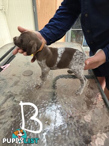 German Shorthair Pointer puppies