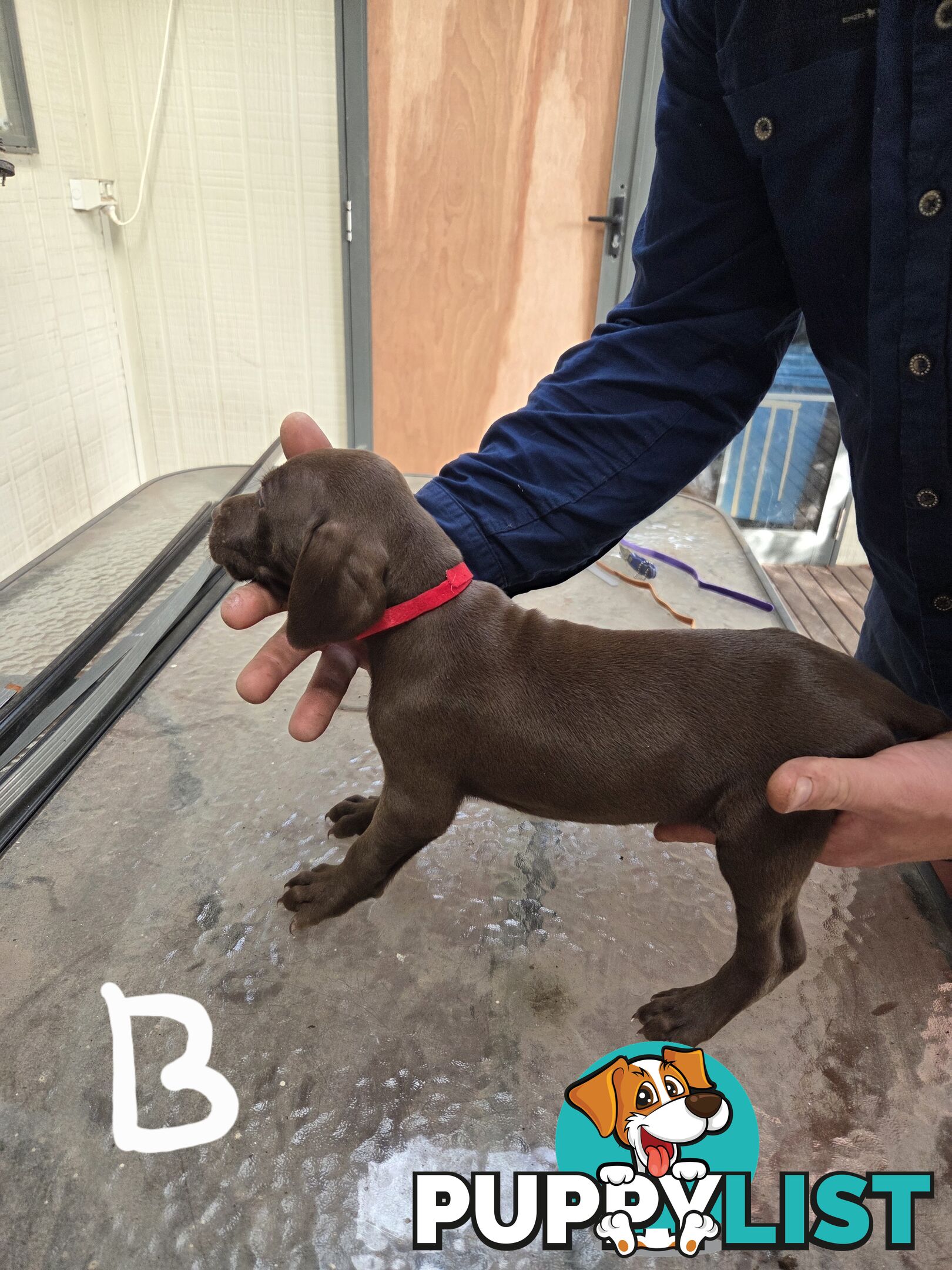 German Shorthair Pointer puppies