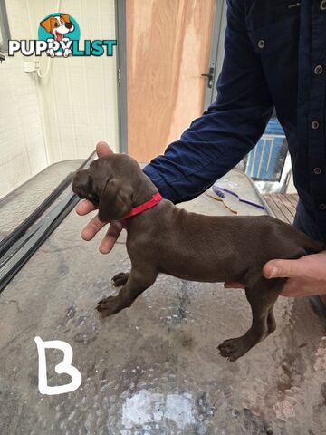 German Shorthair Pointer puppies