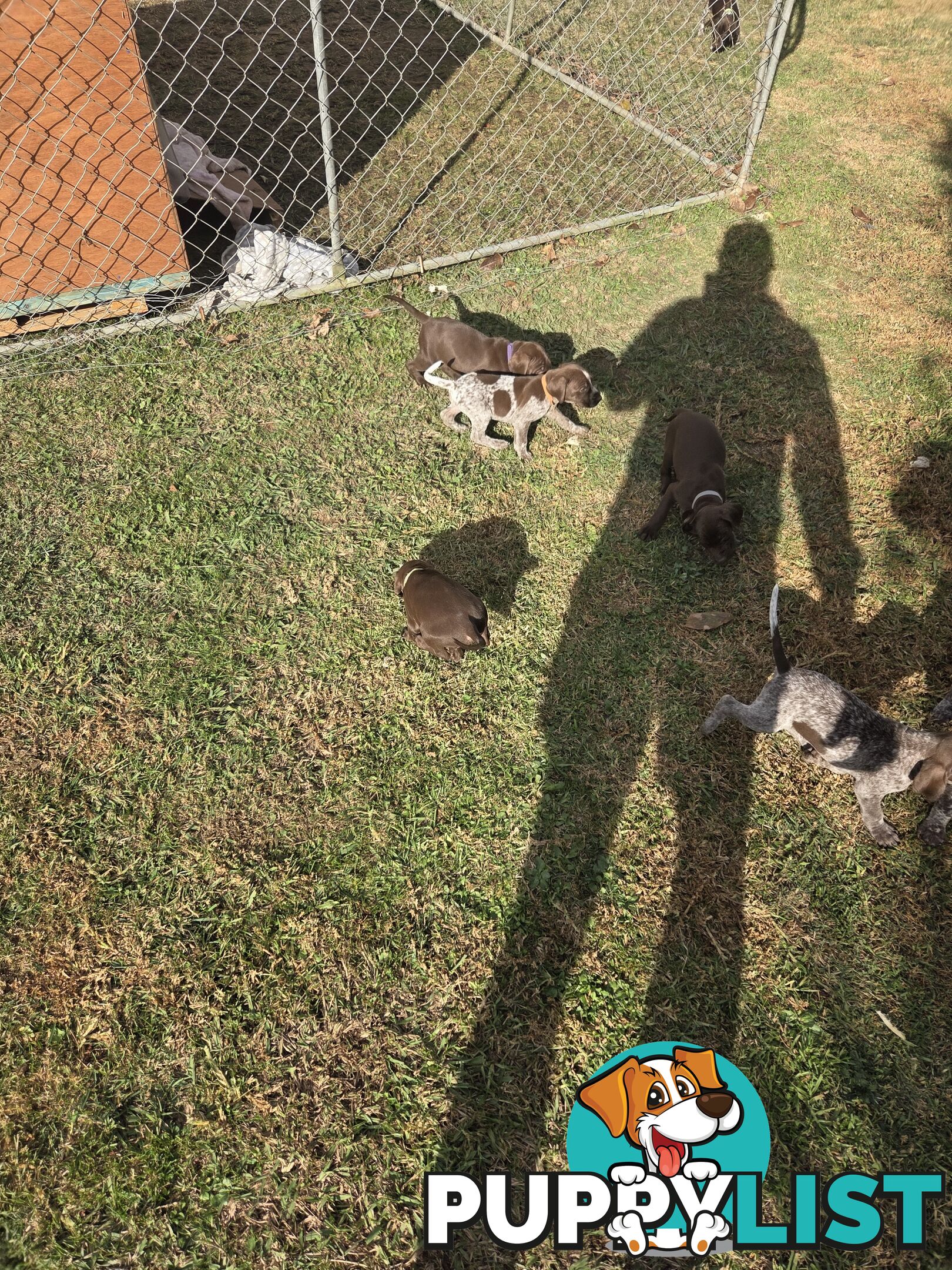German Shorthair Pointer puppies