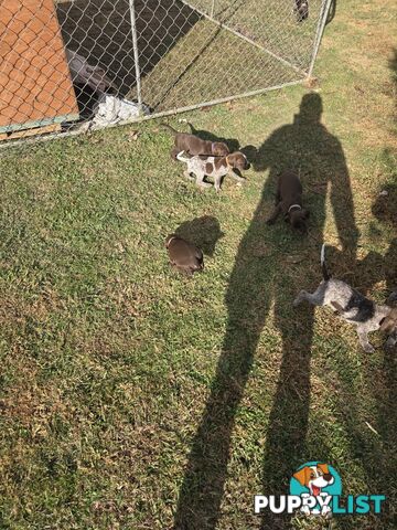 German Shorthair Pointer puppies