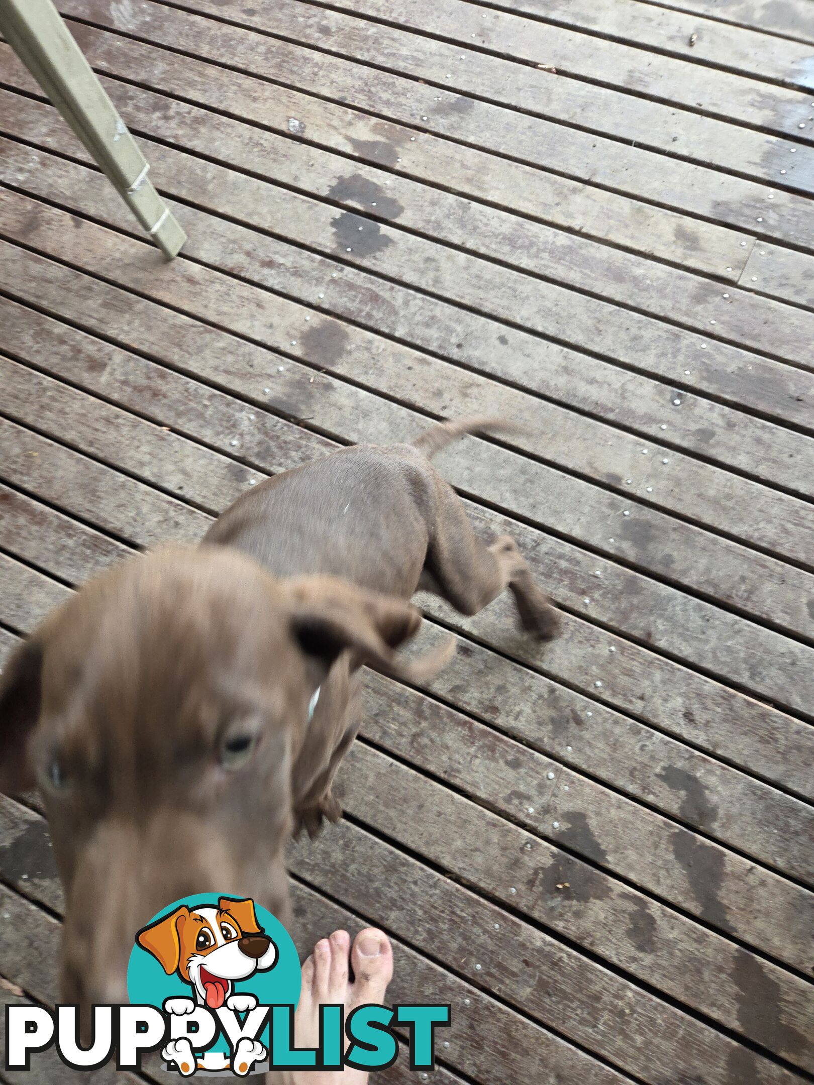 German short hair puppies