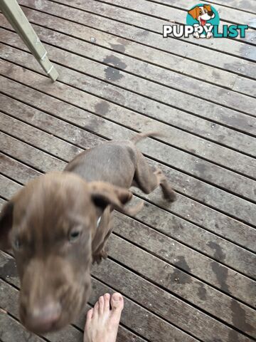 German short hair puppies