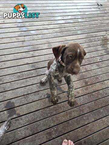 German short hair puppies