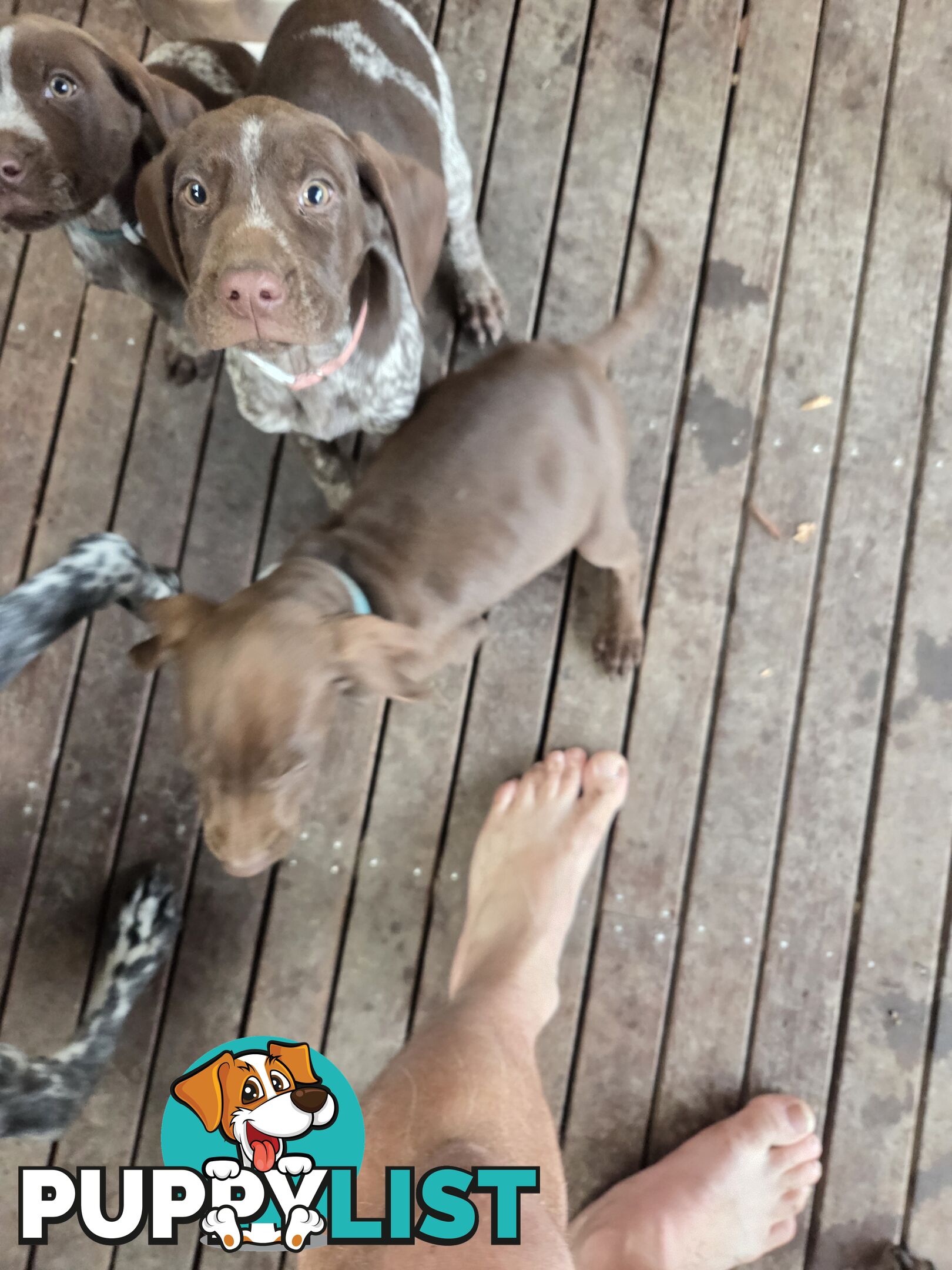 German short hair puppies