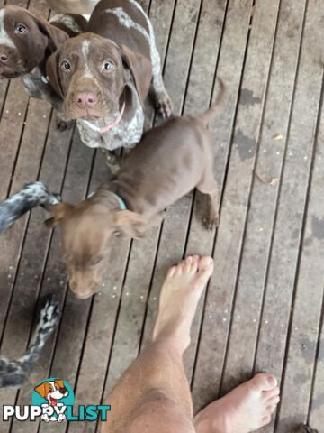 German short hair puppies