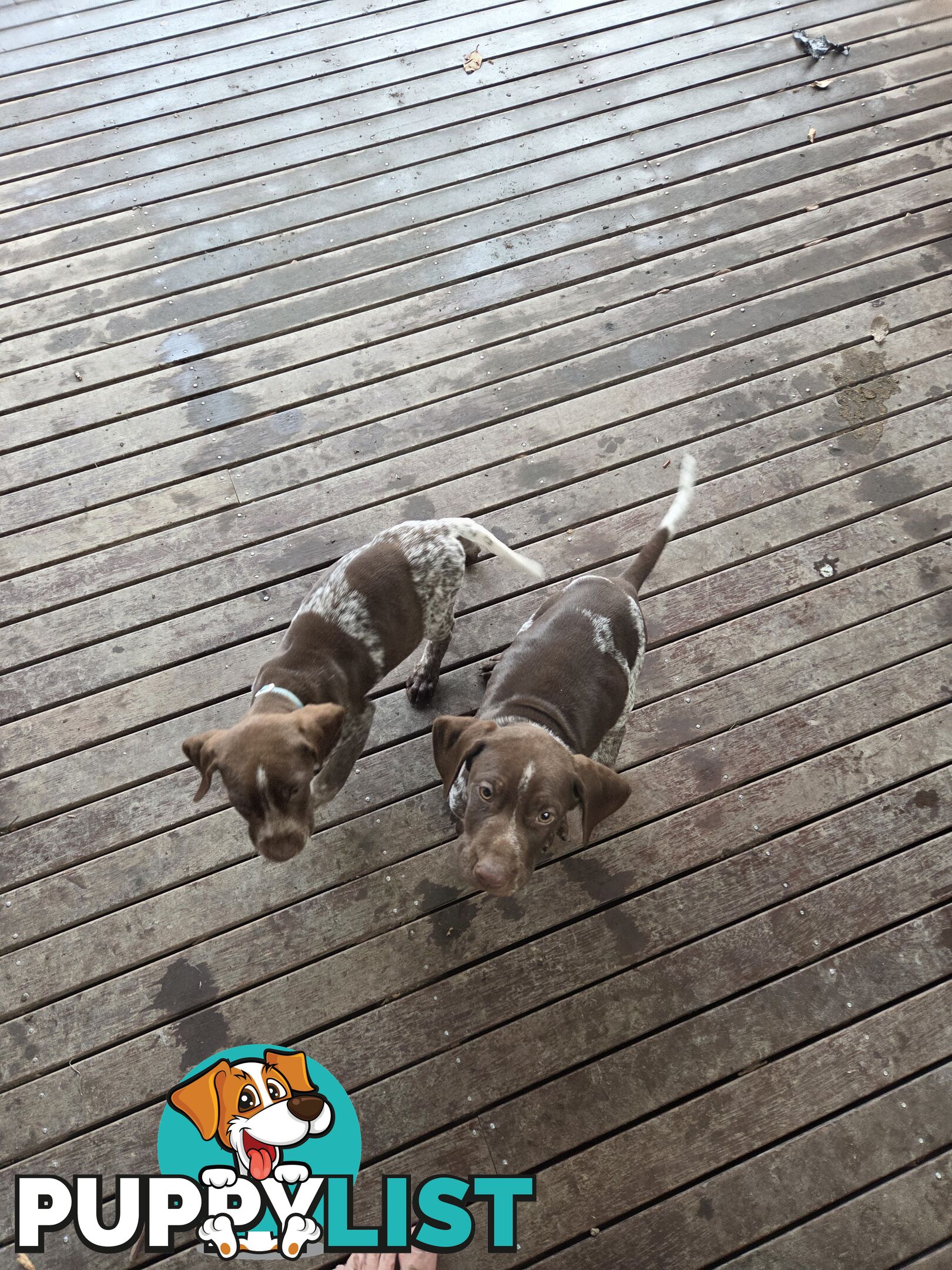 German short hair puppies