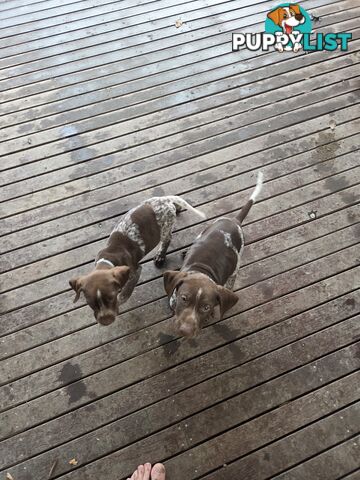 German short hair puppies
