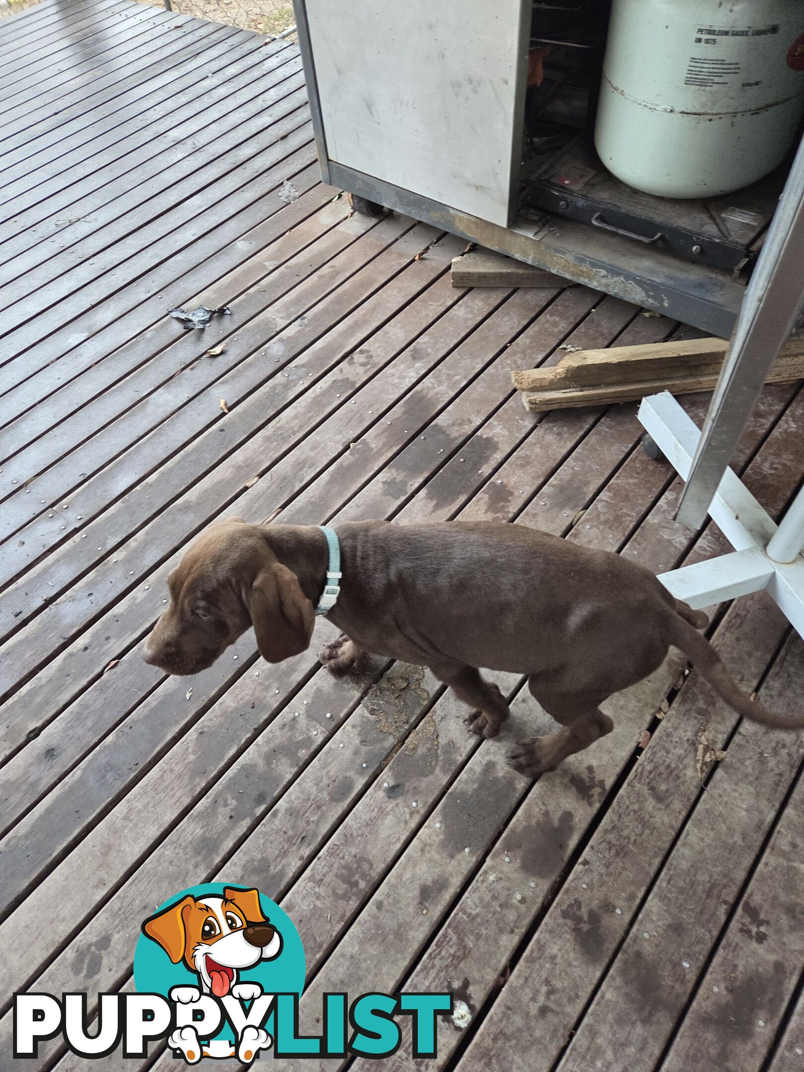 German short hair puppies