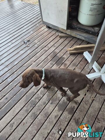 German short hair puppies