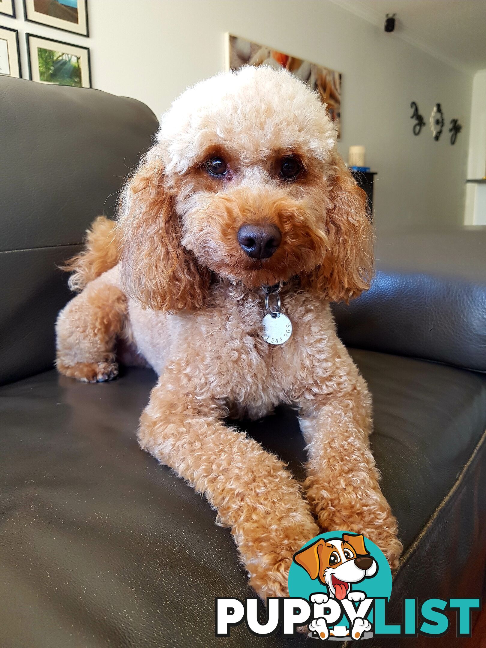 Red Toy Poodle STUD service only - Not for sale