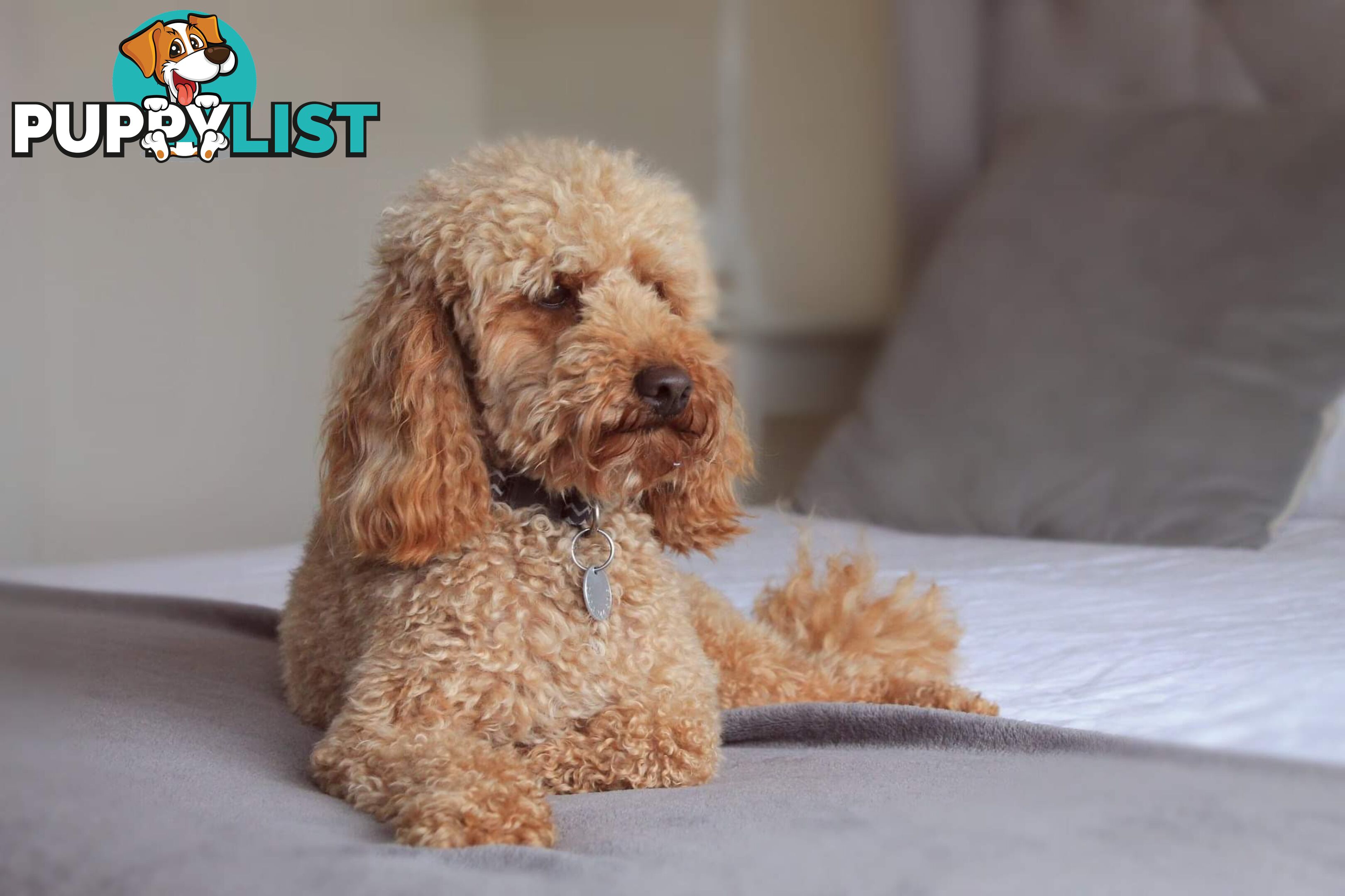 Red Toy Poodle STUD service only - Not for sale