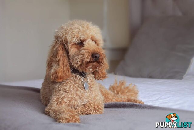 Red Toy Poodle STUD service only - Not for sale