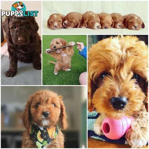 Red Toy Poodle STUD service only - Not for sale