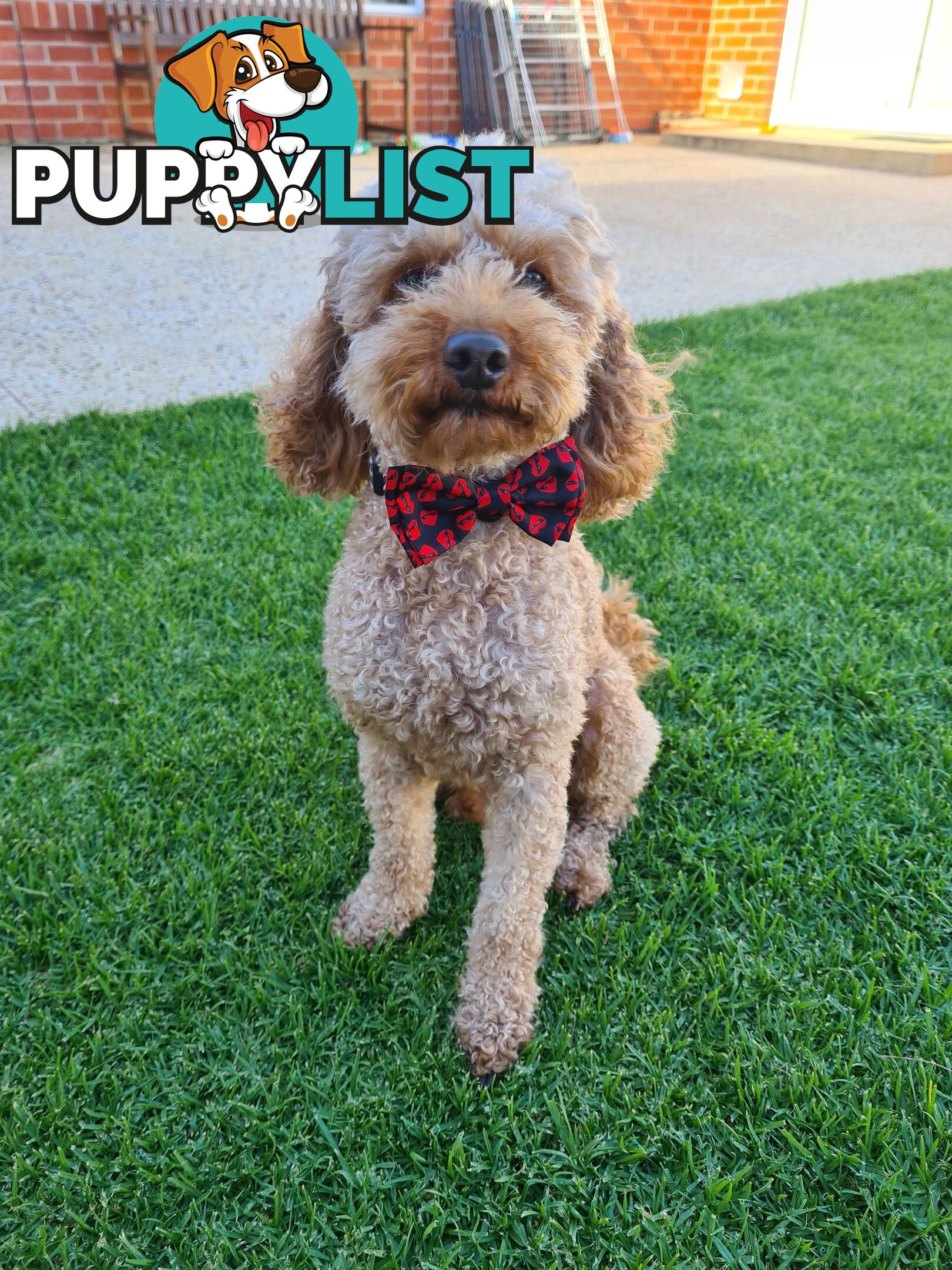 Red Toy Poodle STUD service only - Not for sale