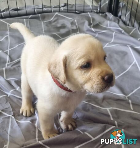 Labrador Puppies Available 19th March