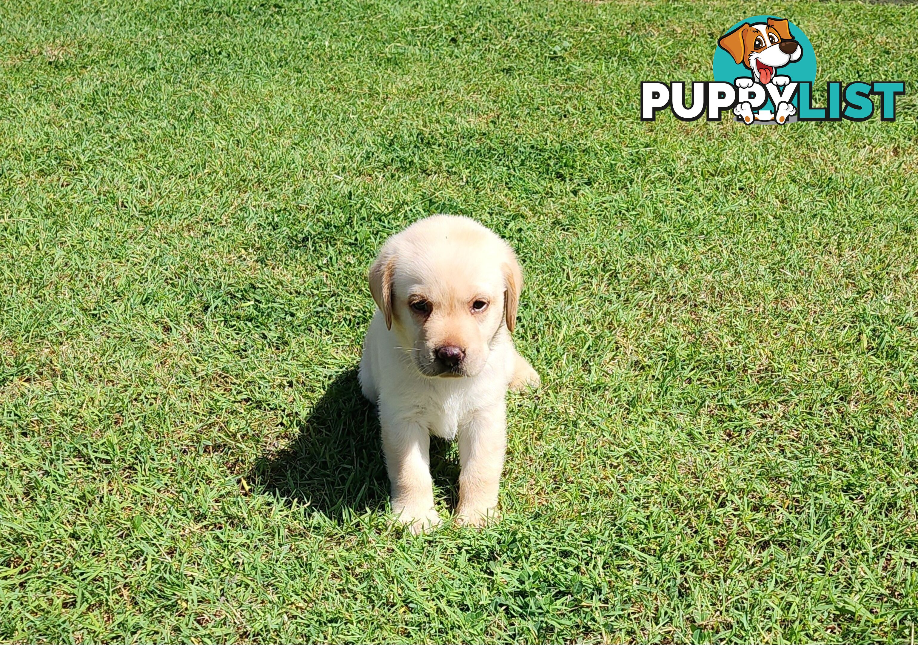 Labrador Puppies Available 19th March