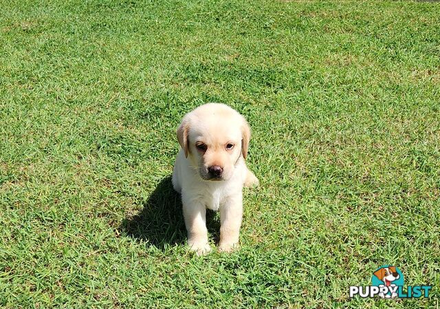 Labrador Puppies Available 19th March