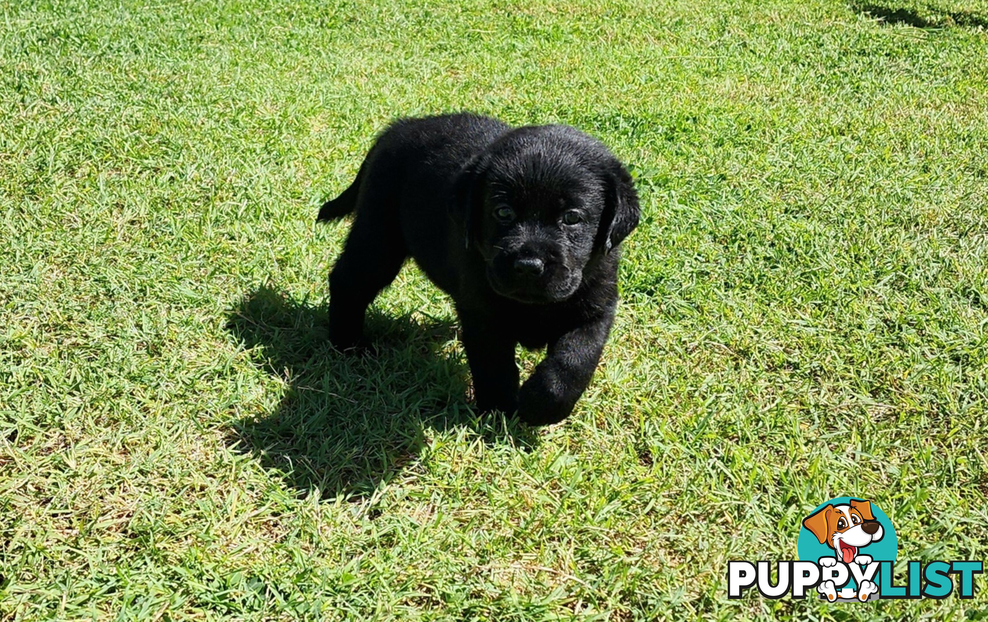 Labrador Puppies Available 19th March