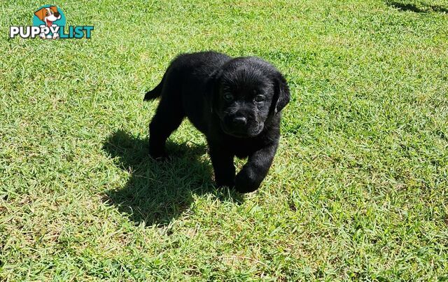 Labrador Puppies Available 19th March