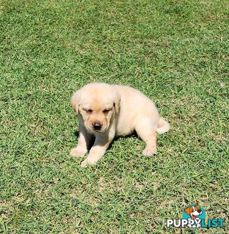 Labrador Puppies Available 19th March