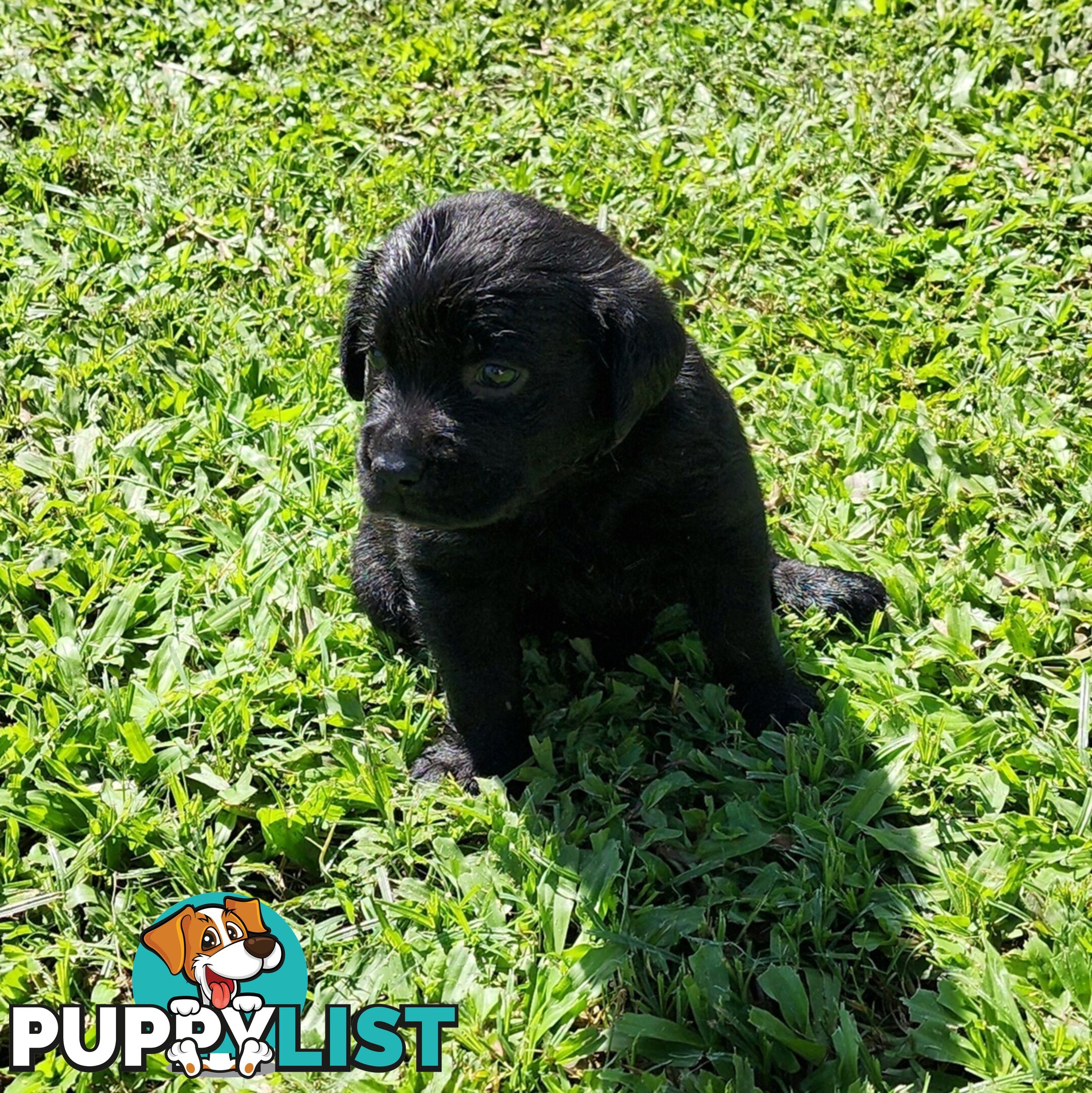 Labrador Puppies Available 19th March