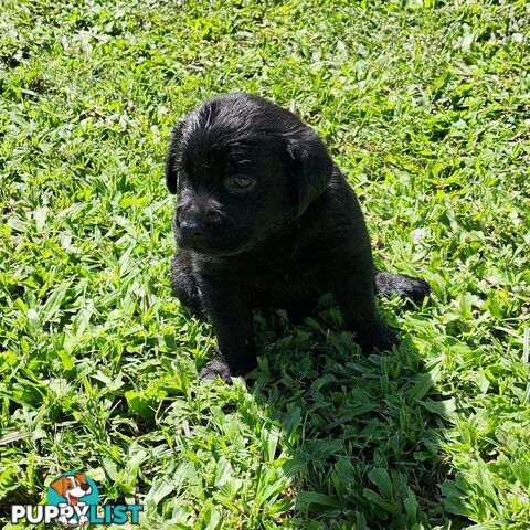 Labrador Puppies Available 19th March