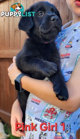 Labrador Puppy Available Now